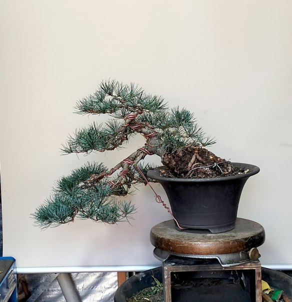 bottle tree bonsai Bottle Tree Japanese Bonsai main image 1