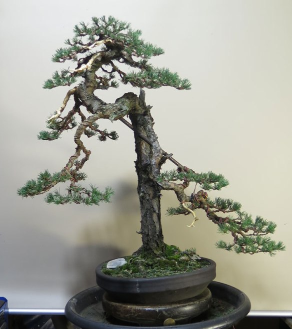 Pinus sylvestris | Nichigo Bonsai